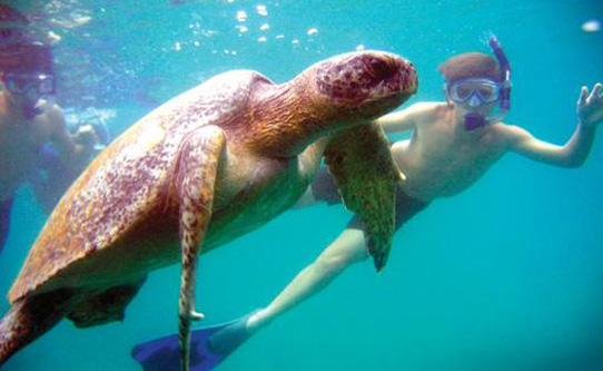 galapagos turtle snorkel