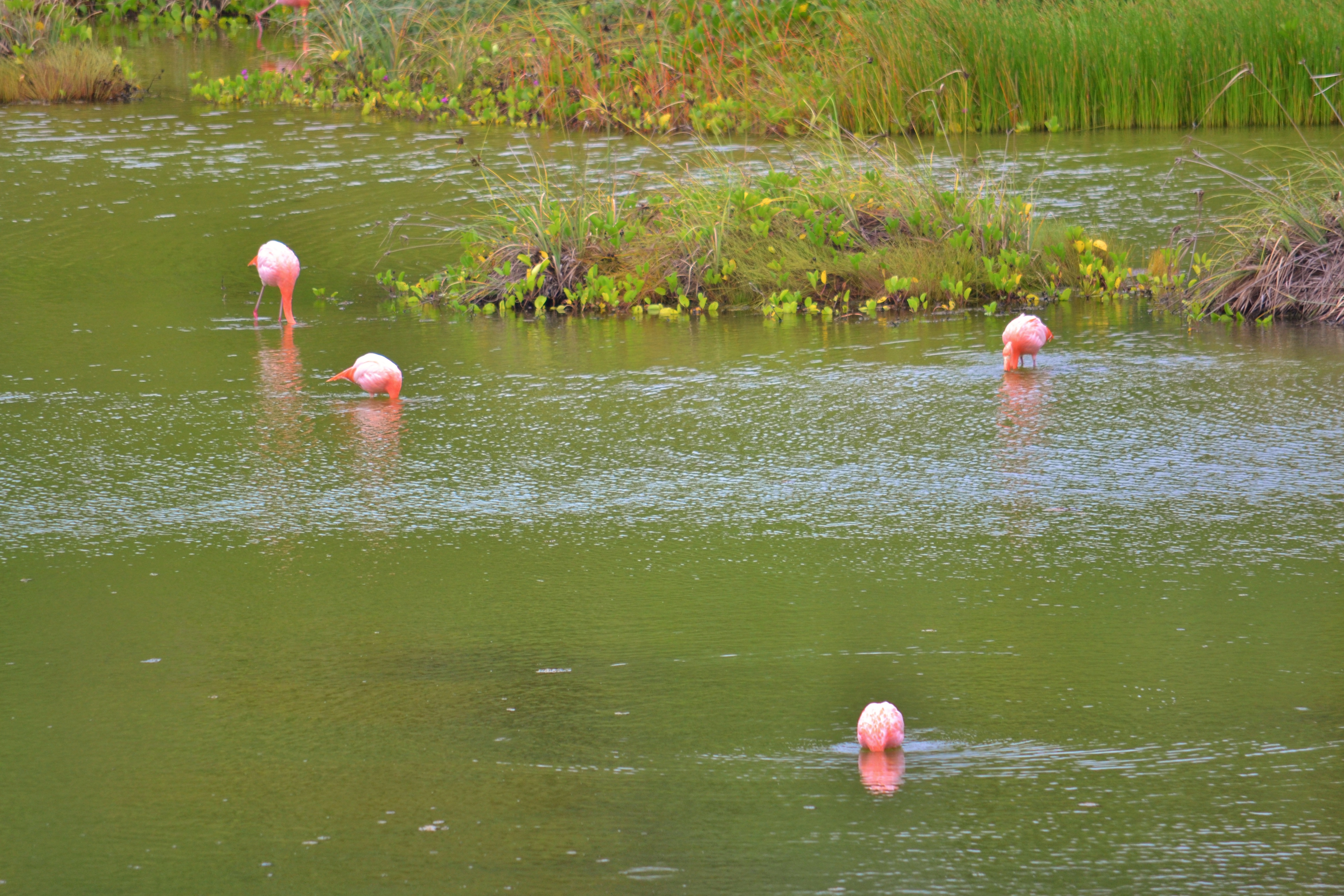 Islas de Galapagos isabela flamingo