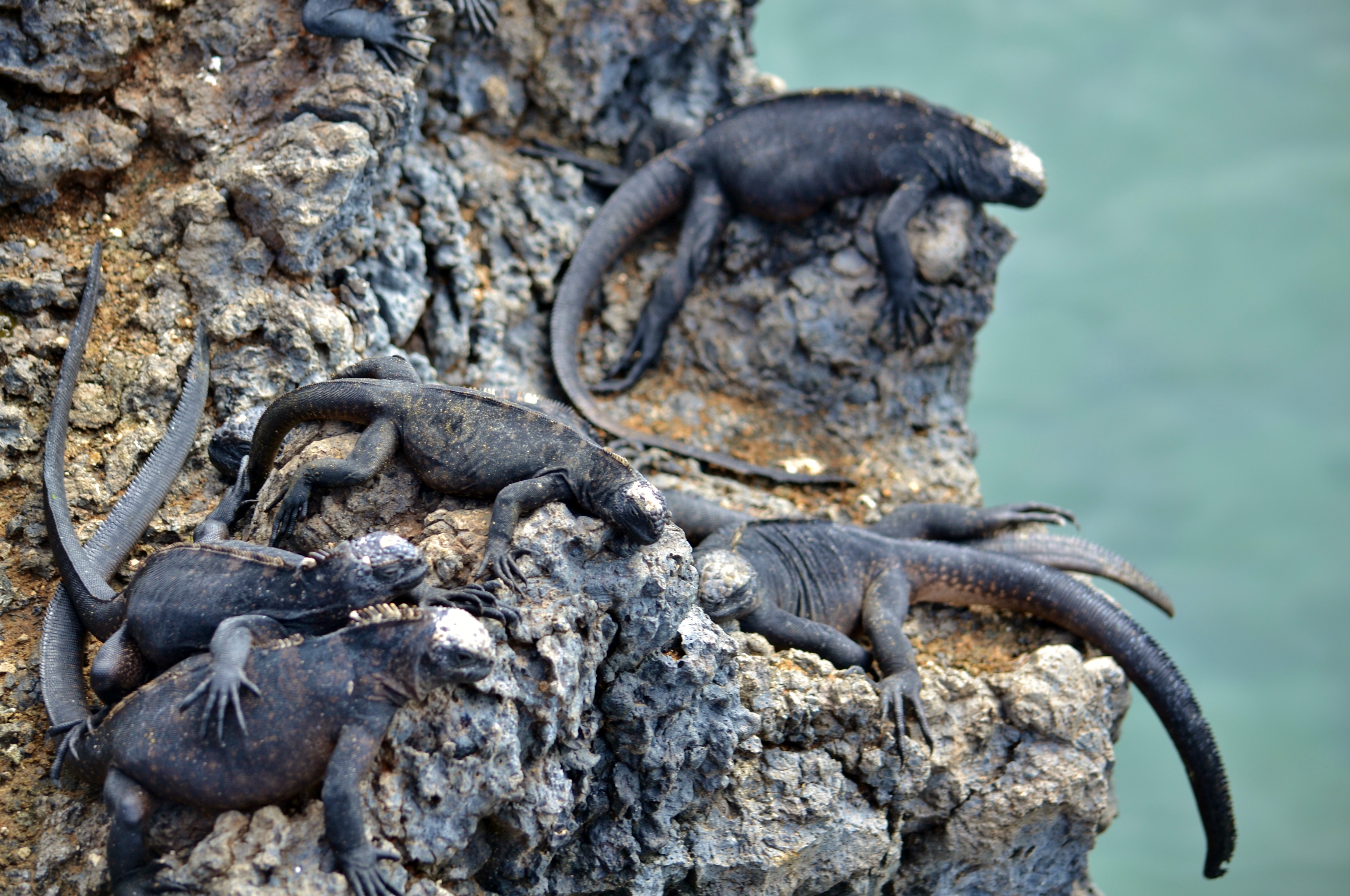 Islas de Galapagos baby iguanas