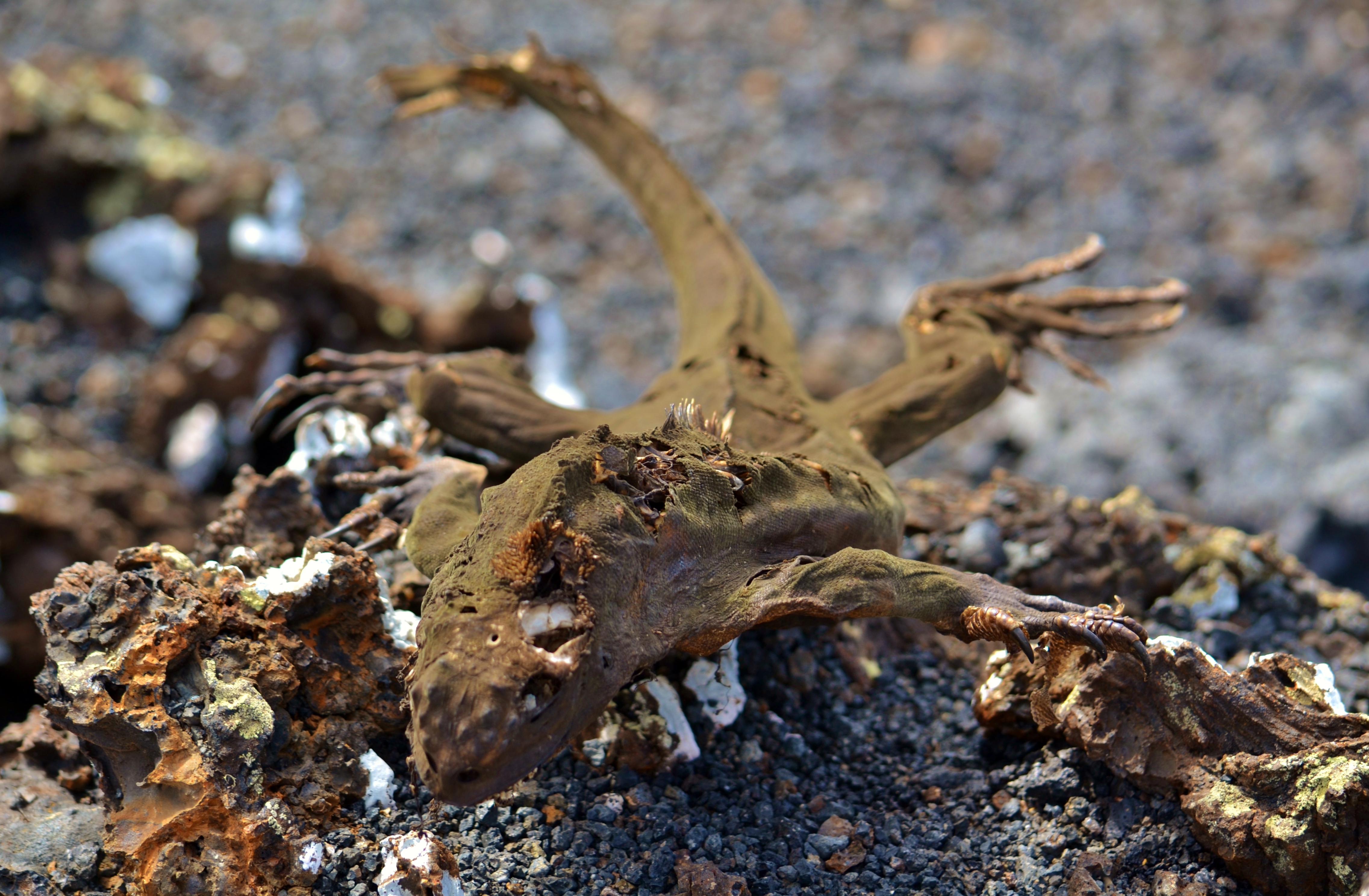 Islas de Galapagos skelet iguana