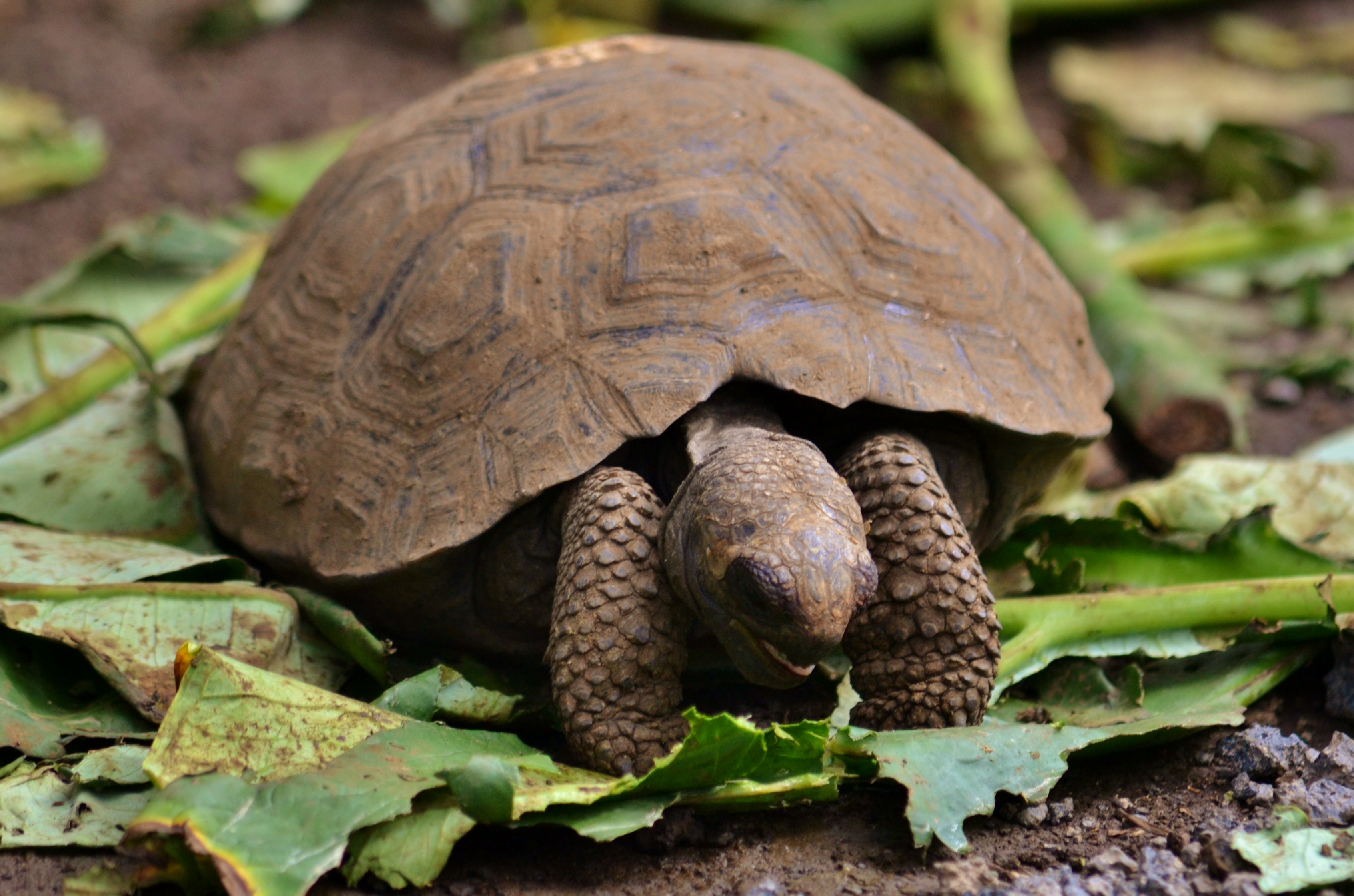 Islas de Galapagos tortoise